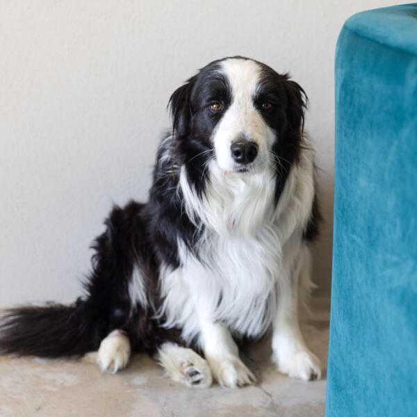 Bandit, Barking Mad Company therapy dog