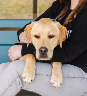 George, Barking Mad Company therapy dog