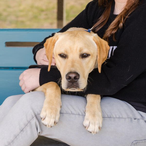 George, Barking Mad Company therapy dog