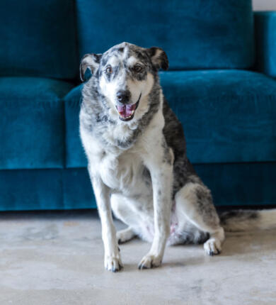 Gypsy, Barking Mad Company therapy dog