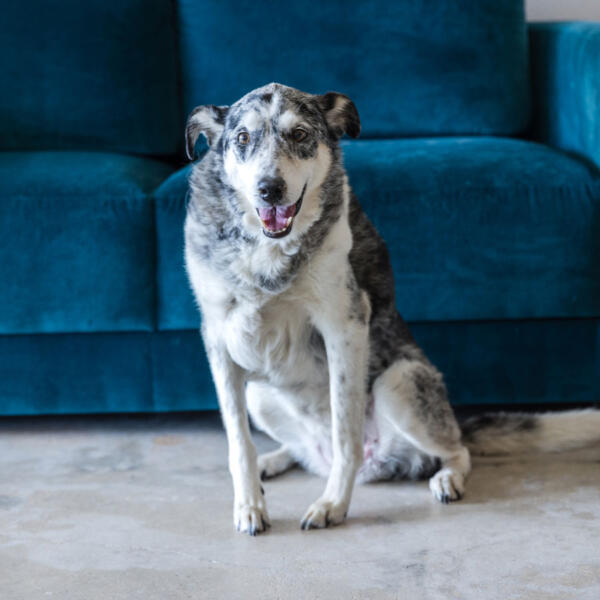Gypsy, Barking Mad Company therapy dog
