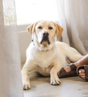 Henry, Barking Mad Company therapy dog