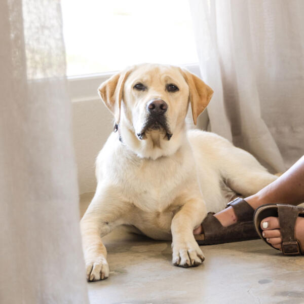 Henry, Barking Mad Company therapy dog