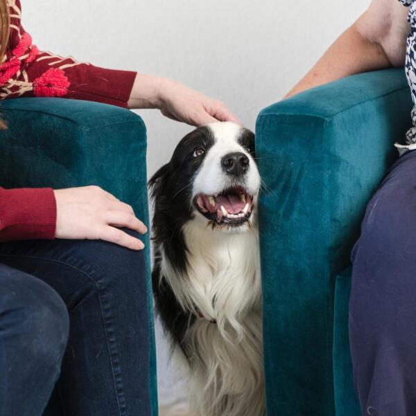 Schema therapy with animal assistance in Ballarat